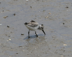 Calidris falcinellus