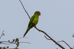 Eupsittula canicularis