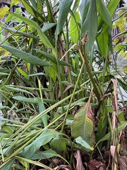 Thalia dealbata