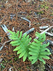Polypodium glycyrrhiza