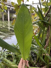 Thalia dealbata