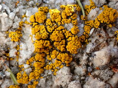 Candelariella rosulans