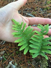 Polypodium glycyrrhiza