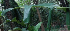 Erionota torus