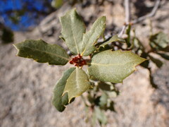 Quercus cornelius-mulleri
