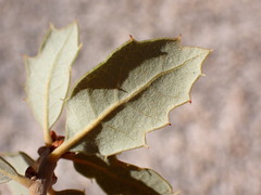 Quercus cornelius-mulleri