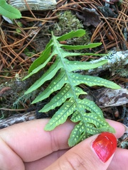Polypodium glycyrrhiza