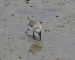Calidris falcinellus
