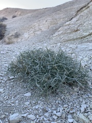 Astragalus pterocarpus