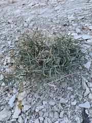 Astragalus pterocarpus