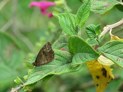 Panyapedaliodes drymaea
