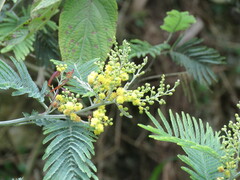 Acacia dealbata