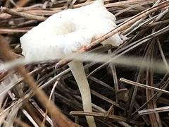 Marasmius calhouniae