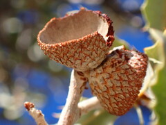 Quercus cornelius-mulleri