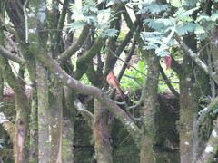 Aglaeactis cupripennis