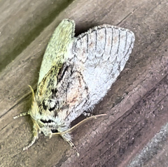 Peridea basitriens