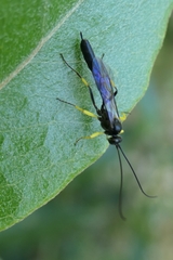 Dusona stramineipes