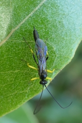 Dusona stramineipes