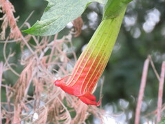 Brugmansia sanguinea