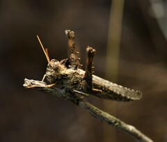 Macrolopholia
