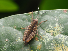 Phaesticus mellerborgi