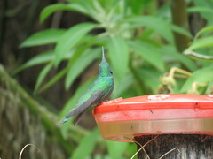 Colibri cyanotus