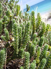 Pimelea villosa