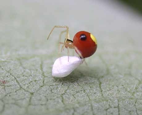 Emerton's Bitubercled Cobweaver