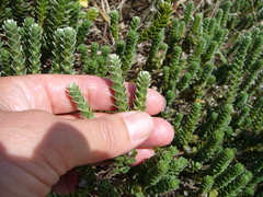 Pimelea villosa