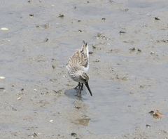 Calidris falcinellus