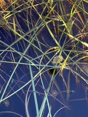 Sparganium angustifolium