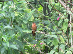 Aglaeactis cupripennis