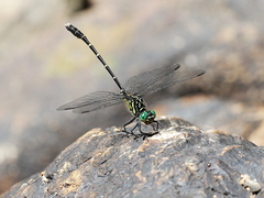 Hemigomphus theischingeri