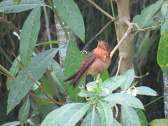 Aglaeactis cupripennis