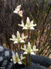 Disperis circumflexa aemula
