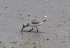 Calidris falcinellus