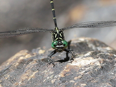 Hemigomphus theischingeri