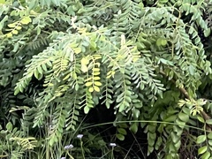 Sophora tomentosa