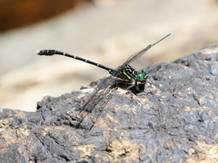 Hemigomphus theischingeri