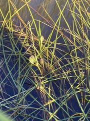 Sparganium angustifolium