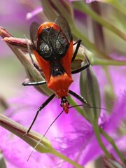 Gminatus australis