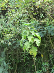 Vasconcellea pubescens