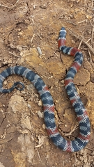 Erythrolamprus mimus