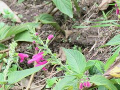 Salvia tortuosa