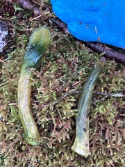 Odocoileus hemionus sitkensis