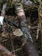 Mycena leptocephala