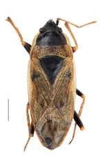 Xanthochilus omissus