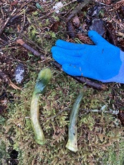 Odocoileus hemionus sitkensis