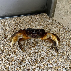 Tuerkayana