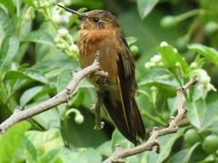 Aglaeactis cupripennis